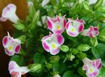 fotografie Floare Clovn, Floare Claviculă (Torenia), roz