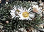 Foto Gartenblumen Townsendia, Ostern Daisy , weiß