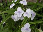 Bilde Hage blomster Virginia Spiderwort, Damens Tårer (Tradescantia virginiana), hvit