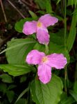 Фото Садові Квіти Трілліум (Trillium), рожевий
