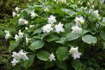 φωτογραφία Λουλούδια κήπου Άνθος, Wakerobin, Τρι Λουλούδι, Birthroot (Trillium), λευκό