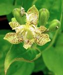 fotografija Vrtno Cvetje Krastača Lily (Tricyrtis), rumena
