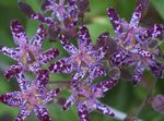 снимка Градински цветове Жаба Лилия (Tricyrtis), виолетов