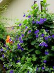 Foto Flores de jardín Ojo Negro Susan (Thunbergia alata), azul