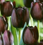 mynd garður blóm Tulip (Tulipa), burgundy