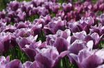mynd garður blóm Tulip (Tulipa), fjólublátt