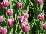 Fil Trädgårdsblommor Tulip (Tulipa), rosa
