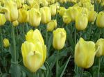 Фото Садовые Цветы Тюльпан (Tulipa), желтый