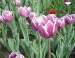 Фото Садові Квіти Тюльпан (Tulipa), бузковий