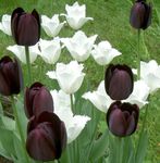 Фото Бақша Гүлдер Қызғалдақ (Tulipa), қара