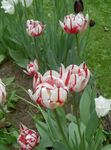 Foto Vrtne Cvjetovi Lala (Tulipa), crvena
