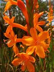 foto I fiori da giardino Watsonia, Giglio Di Tromba , arancione