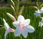 Foto Flores de jardín Watsonia, Lirio Corneta , blanco