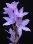снимка Watsonia, Сигнална Тръба Лилия характеристики