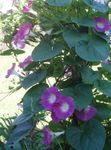 Nuotrauka Sodo Gėlės Morning Glory, Mėlyna Gėlė Aušros (Ipomoea), rožinis