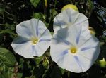 Foto Dārza Ziedi Morning Glory, Zils Dawn Puķe (Ipomoea), balts