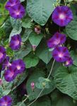 Foto Dārza Ziedi Morning Glory, Zils Dawn Puķe (Ipomoea), purpurs