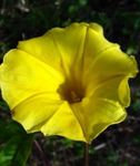 Foto Dārza Ziedi Morning Glory, Zils Dawn Puķe (Ipomoea), dzeltens