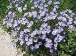 foto Flores do Jardim Margarida Azul, Azul Marguerite (Felicia amelloides), luz azul