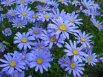 სურათი ბაღის ყვავილები ლურჯი Daisy, ლურჯი Marguerite (Felicia amelloides), ღია ლურჯი