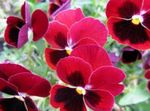 fotografie Záhradné kvety Viola, Fialka (Viola  wittrockiana), červená