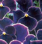 фотографија Баштенске Цветови Виола, Панси (Viola  wittrockiana), црн