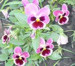 fotografie Záhradné kvety Viola, Fialka (Viola  wittrockiana), ružová