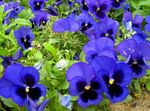 Bilde Bratsj, Stemorsblomst (Viola  wittrockiana), blå