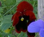 снимка Градински цветове Виола, Теменуга (Viola  wittrockiana), винен