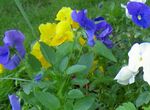 фотографија Баштенске Цветови Виола, Панси (Viola  wittrockiana), светло плава
