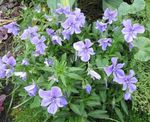 fotografie Gradina Flori Coarne Trei Frați Pătați, Violet Cu Coarne (Viola cornuta), albastru deschis