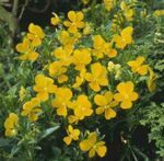 zdjęcie Ogrodowe Kwiaty Viola Cornuta , żółty