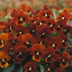 Foto Horned Stedmoderblomst, Horned Violet (Viola cornuta), rød