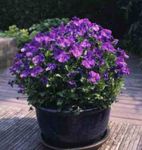 Photo Garden Flowers Horned Pansy, Horned Violet (Viola cornuta), purple