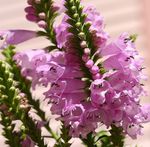 fotografie Gradina Flori Plantă Ascultător, Dragonhead False (Physostegia), roz