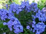 foto I fiori da giardino Giardino Phlox (Phlox paniculata), azzurro