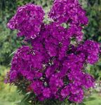Nuotrauka Sodo Gėlės Sodo Phlox (Phlox paniculata), violetinė