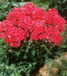 foto Flores do Jardim Phlox Jardim (Phlox paniculata), vermelho