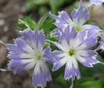 zdjęcie Ogrodowe Kwiaty Floks Drummonda (Phlox drummondii), jasnoniebieski