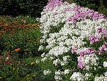 Photo les fleurs du jardin Phlox Annuel, Phlox De Drummond (Phlox drummondii), blanc