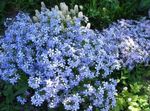 სურათი ბაღის ყვავილები მცოცავი Phlox, ხავსი Phlox (Phlox subulata), ღია ლურჯი