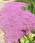 φωτογραφία Λουλούδια κήπου Υφέρπουσα Phlox, Βρύα Phlox (Phlox subulata), ροζ