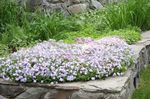 φωτογραφία Λουλούδια κήπου Υφέρπουσα Phlox, Βρύα Phlox (Phlox subulata), λευκό
