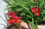 სურათი ბაღის ყვავილები ფრეზია (Freesia), წითელი
