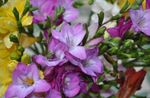 Foto Dārza Ziedi Frēzija (Freesia), ceriņi