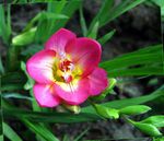 Nuotrauka Sodo Gėlės Frezija (Freesia), rožinis
