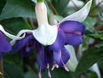 φωτογραφία Λουλούδια κήπου Φούξια Αγιόκλημα (Fuchsia), μπλε