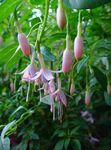 zdjęcie Ogrodowe Kwiaty Fuksja (Fuchsia), różowy