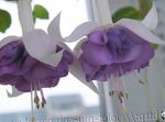 Foto Have Blomster Kaprifolium Fuchsia , lilla