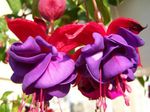 fotografie Záhradné kvety Zimolez Fuchsie (Fuchsia), fialový